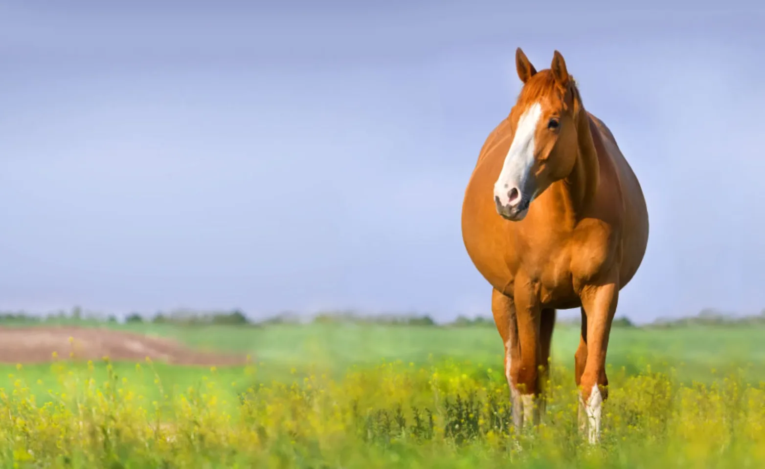 Pregnant Horse Pregnant Horse
