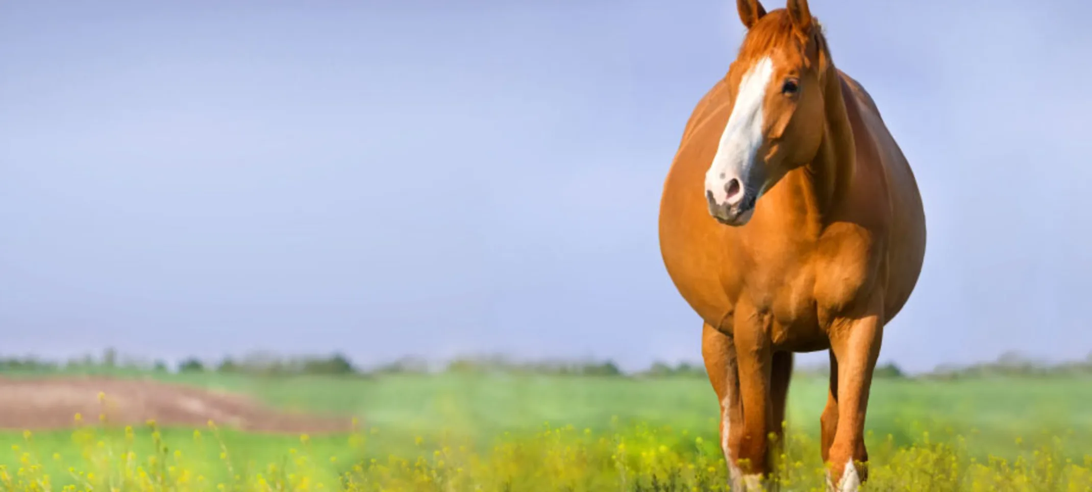 Pregnant Horse Pregnant Horse