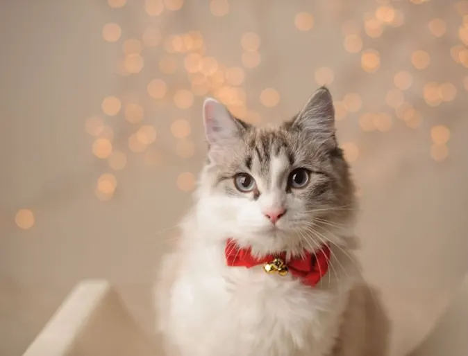 holiday cat holiday cat