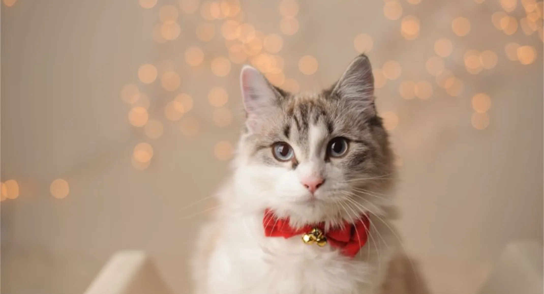 holiday cat holiday cat