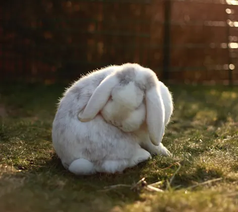 White rabbit sitting in the grass