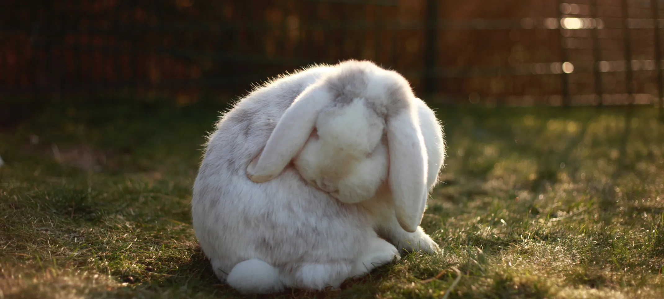 White rabbit sitting in the grass