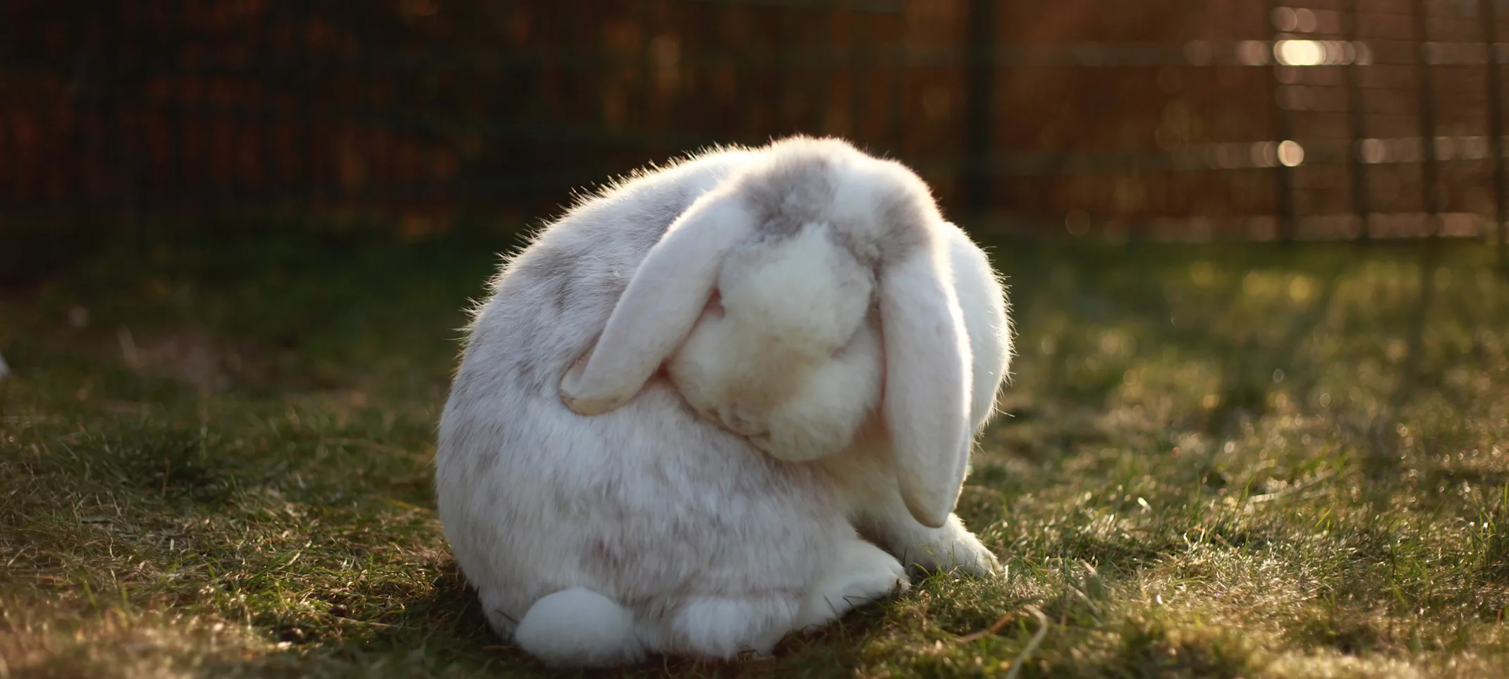 White rabbit sitting in the grass White rabbit sitting in the grass