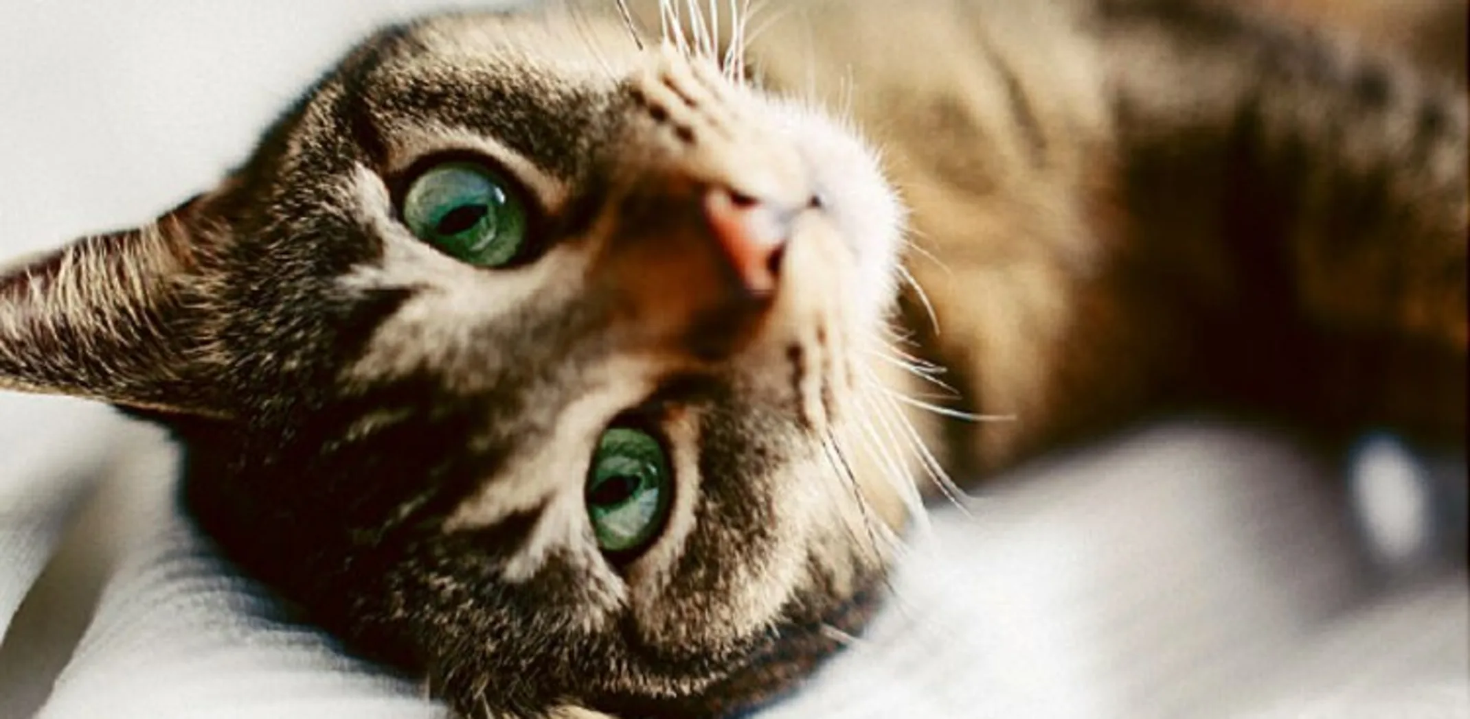 Cat from article Cat from article