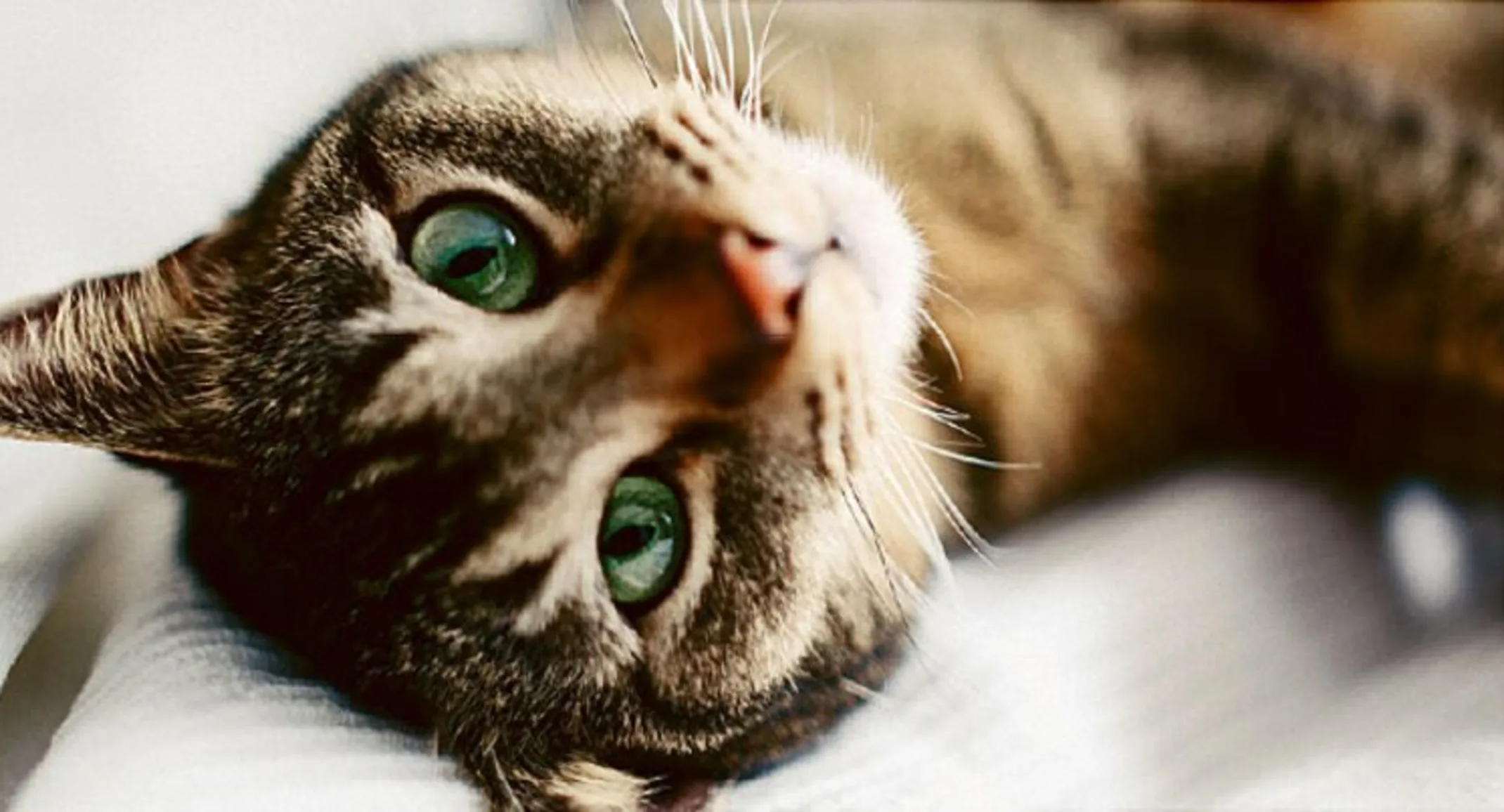Cat from article Cat from article