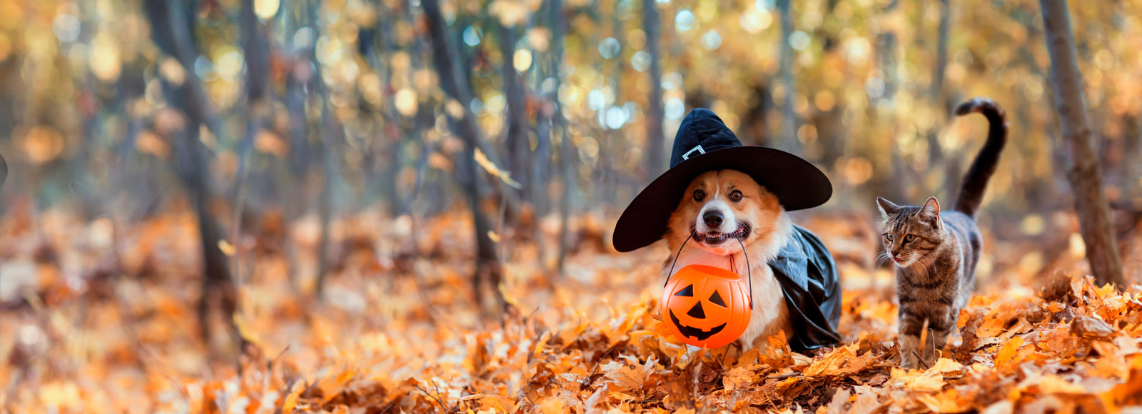 Homepage | Bay Glen Animal Hospital