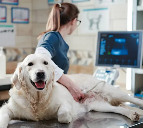 Staff examining a dog Staff examining a dog