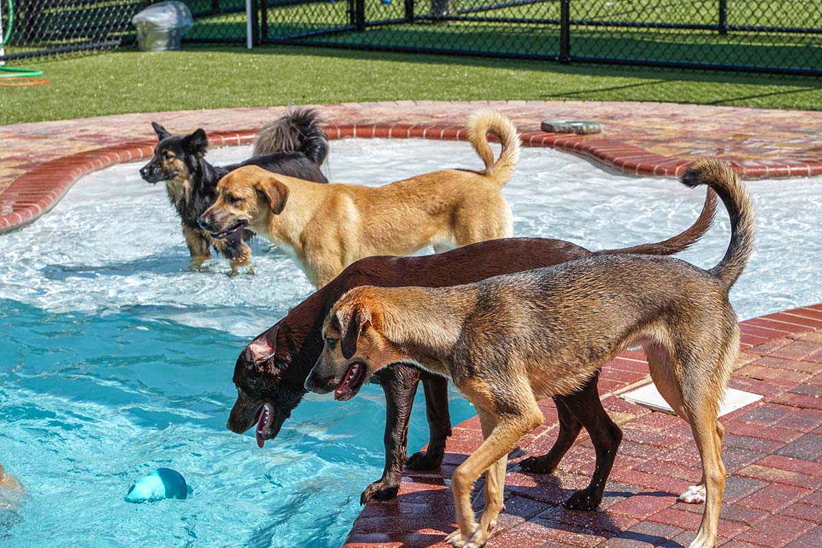 Dogs playing in pool looking at toy