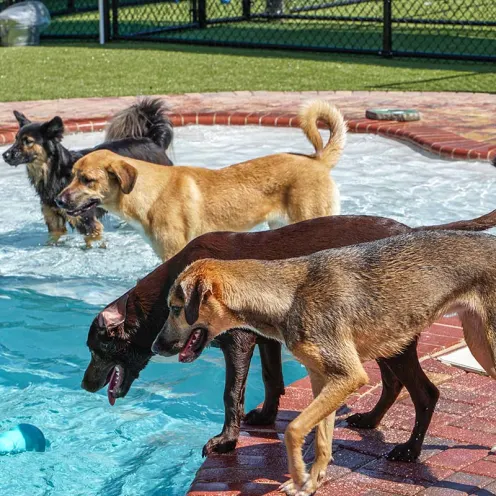 Dogs playing in pool looking at toy