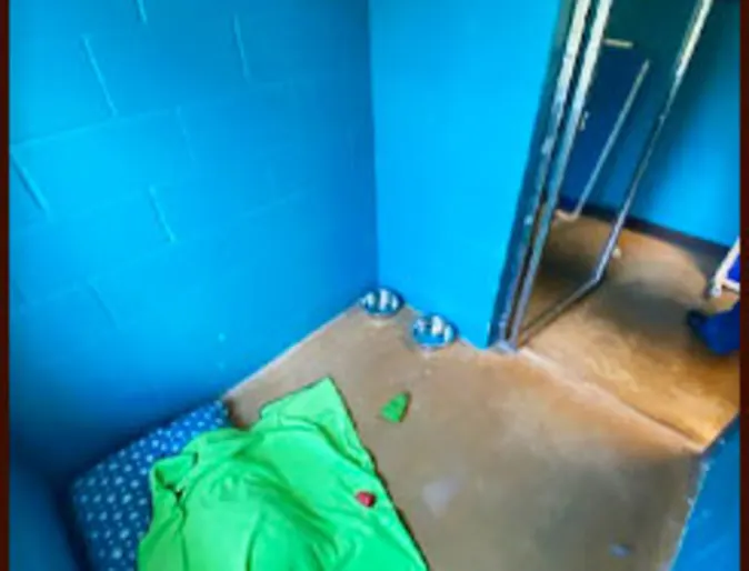 A luxury canine suite at the facility A luxury canine suite at the facility