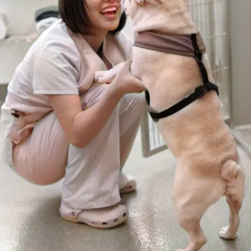 Vet playing with a standing dog Vet playing with a standing dog