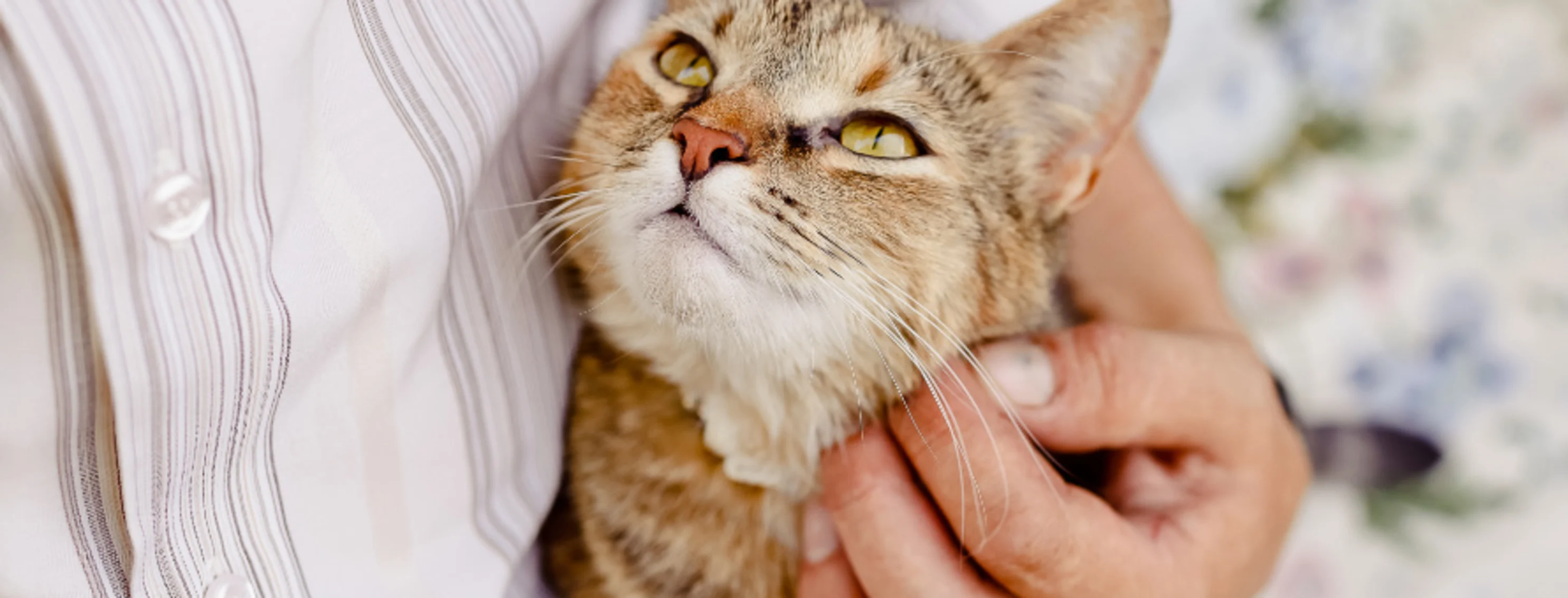 Close Up of Cat in Person's Arms Close Up of Cat in Person's Arms