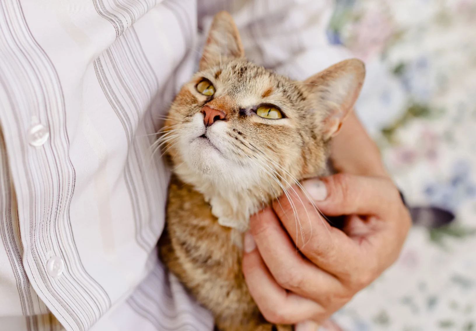 Close Up of Cat in Person's Arms Close Up of Cat in Person's Arms