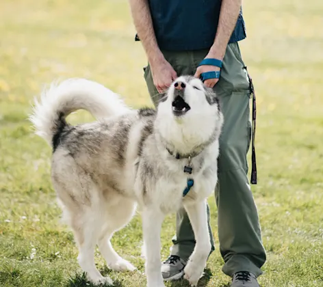 Husky dog howling while standing in front of a staff member Husky dog howling while standing in front of a staff member