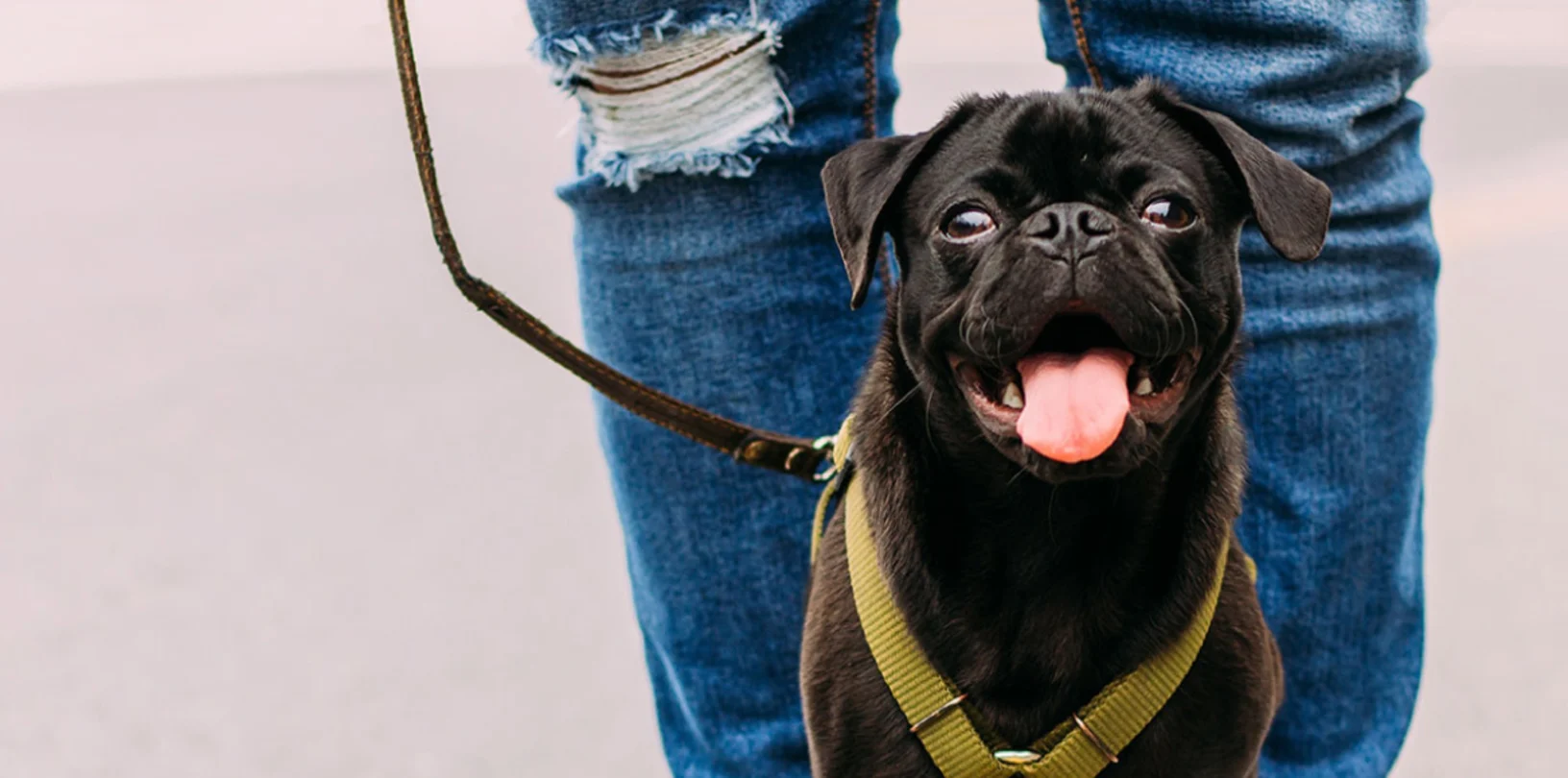 Dog walking with Man