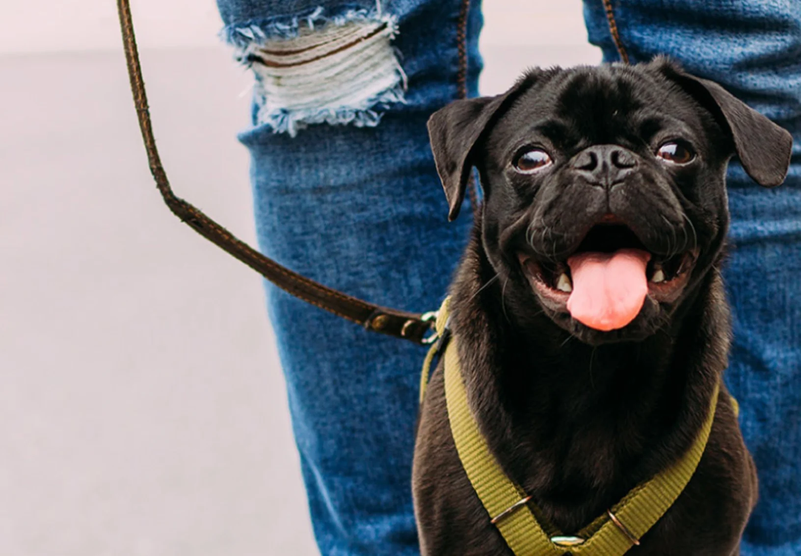 Dog walking with Man