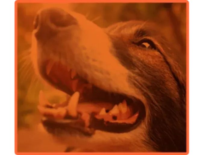Dog panting Dog panting