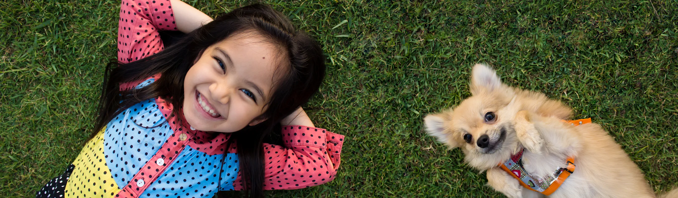 little girl laying on a lawn with a dog little girl laying on a lawn with a dog