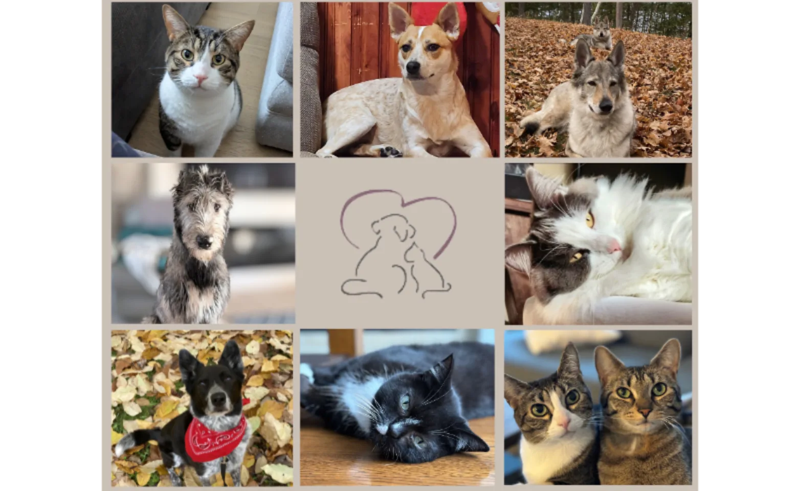 Collage of Dog & Cat Patients at Village Veterinary Clinic Collage of Dog & Cat Patients at Village Veterinary Clinic
