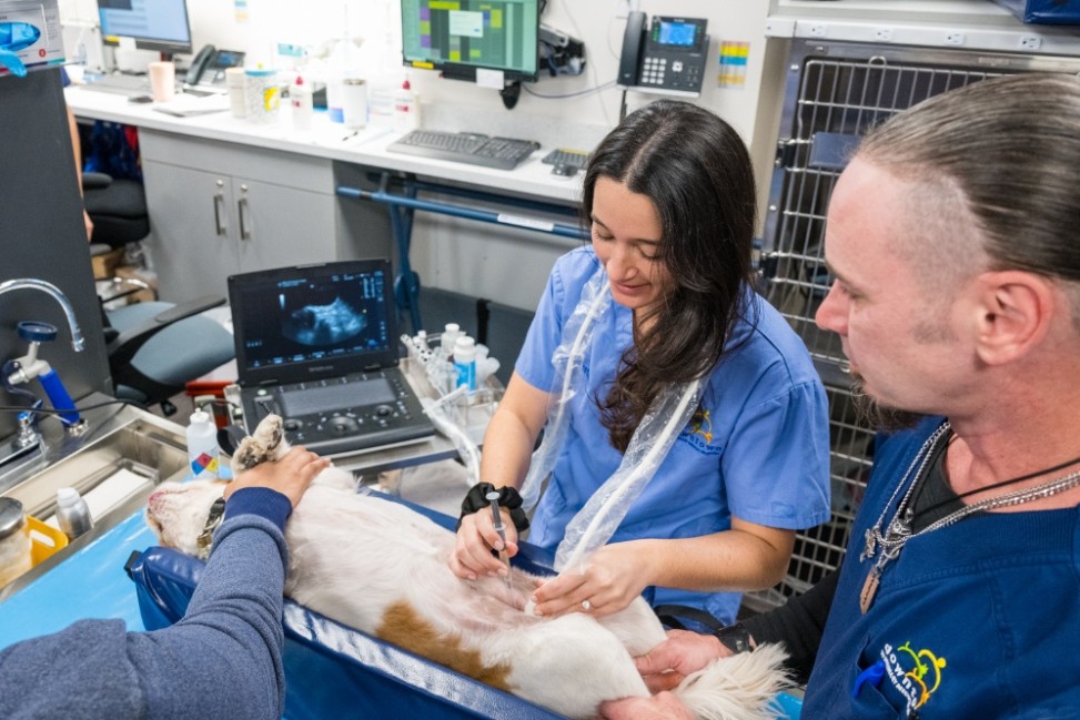 LoPresti Ultrasound bladder