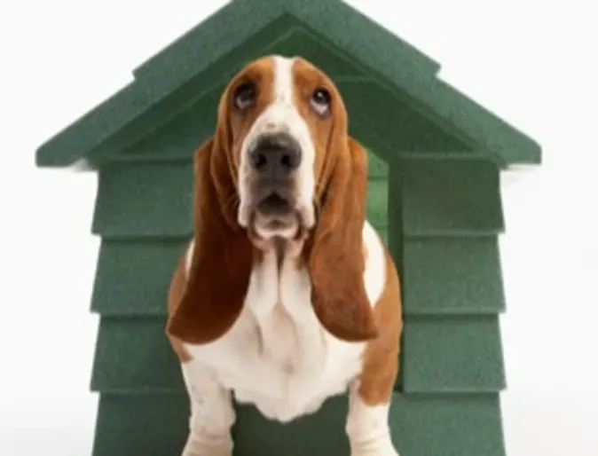 Dog in Doghouse Dog in Doghouse