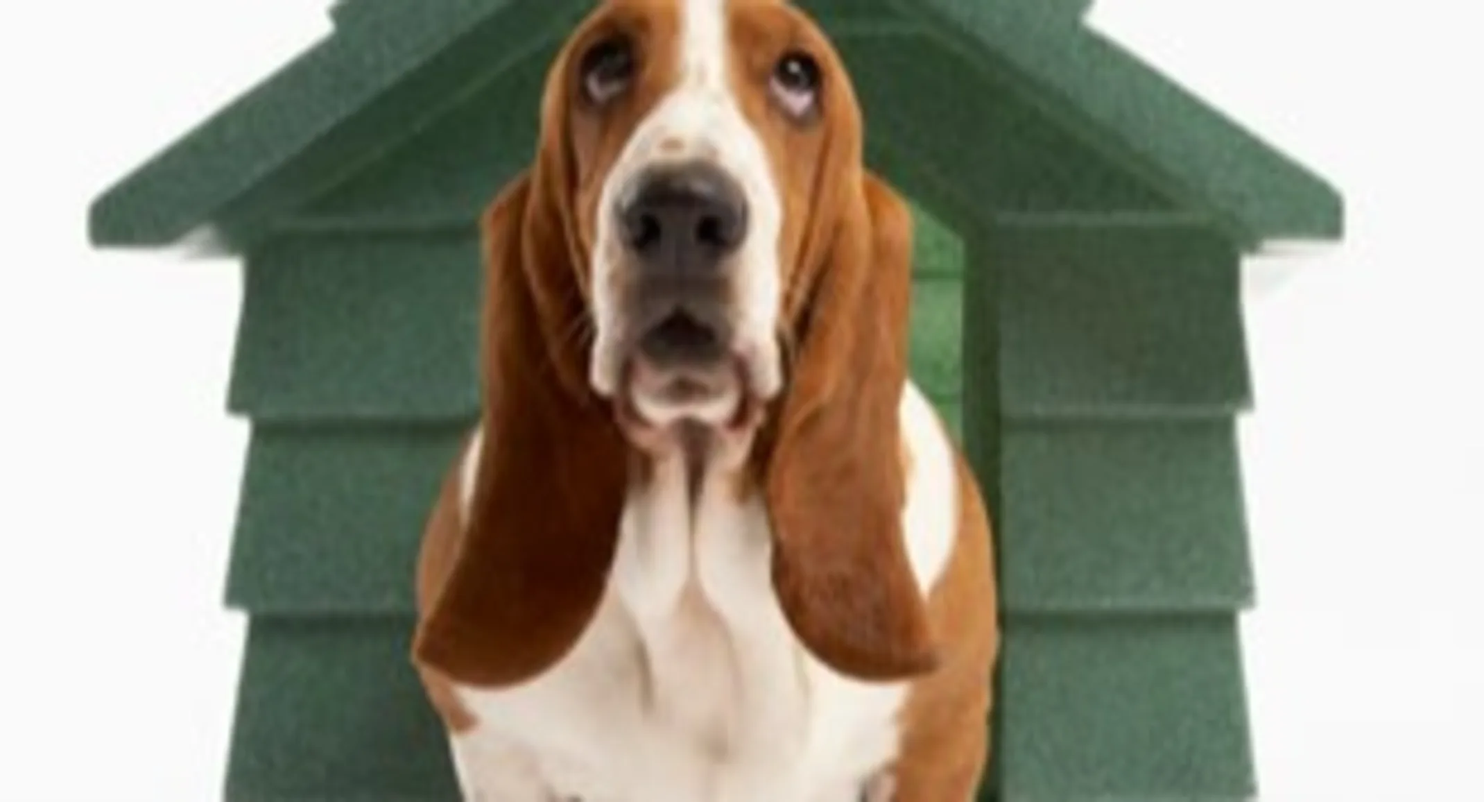 Dog in Doghouse Dog in Doghouse