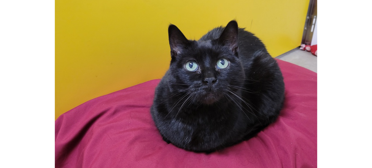 Small Black Cat Sitting on Pink Blanket
