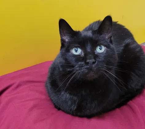 Small Black Cat Sitting on Pink Blanket Small Black Cat Sitting on Pink Blanket