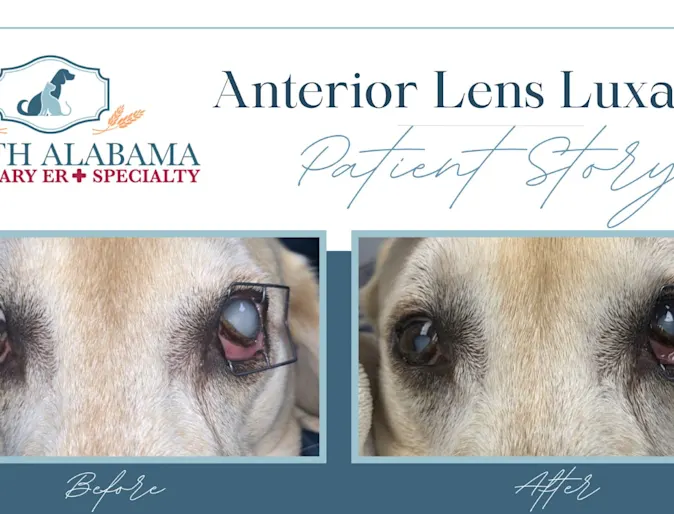 Anterior Lens Luxation on dog Anterior Lens Luxation on dog