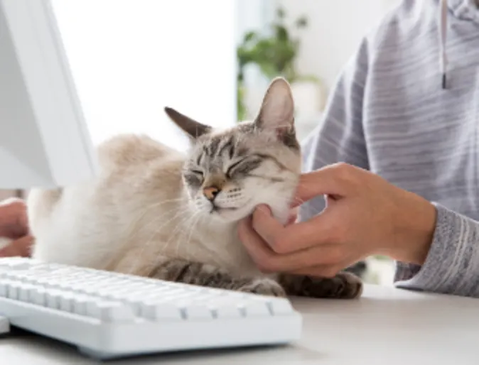 Cat getting pet by its owner Cat getting pet by its owner