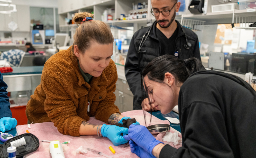 Three staff members helping a kitten