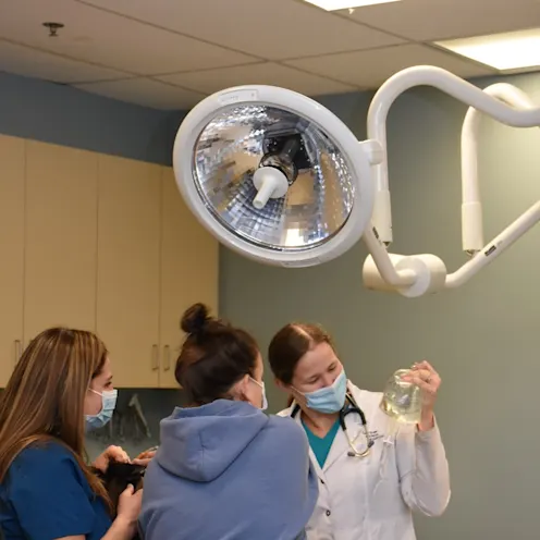 Dr. Riesterer administrating fluids to a patient while our lead technicians Brandy and Lisa hold them. Dr. Riesterer administrating fluids to a patient while our lead technicians Brandy and Lisa hold them.