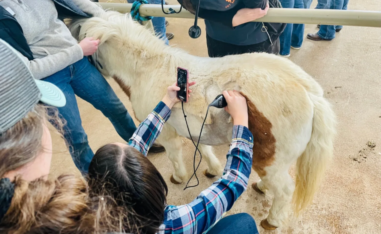 Externs examining horse Externs examining horse