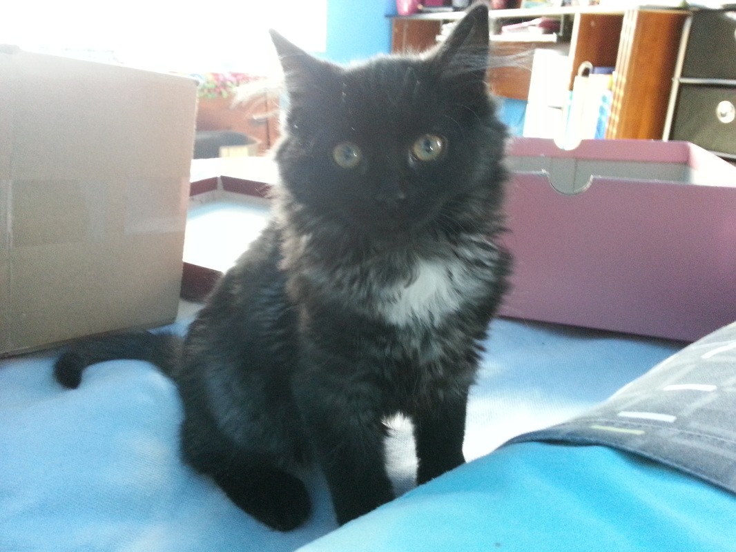 Black Kitty at Hanover Park Animal Care Center