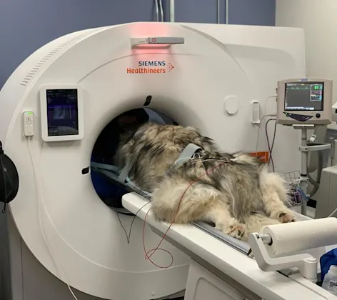 A dog in a machine A dog in a machine