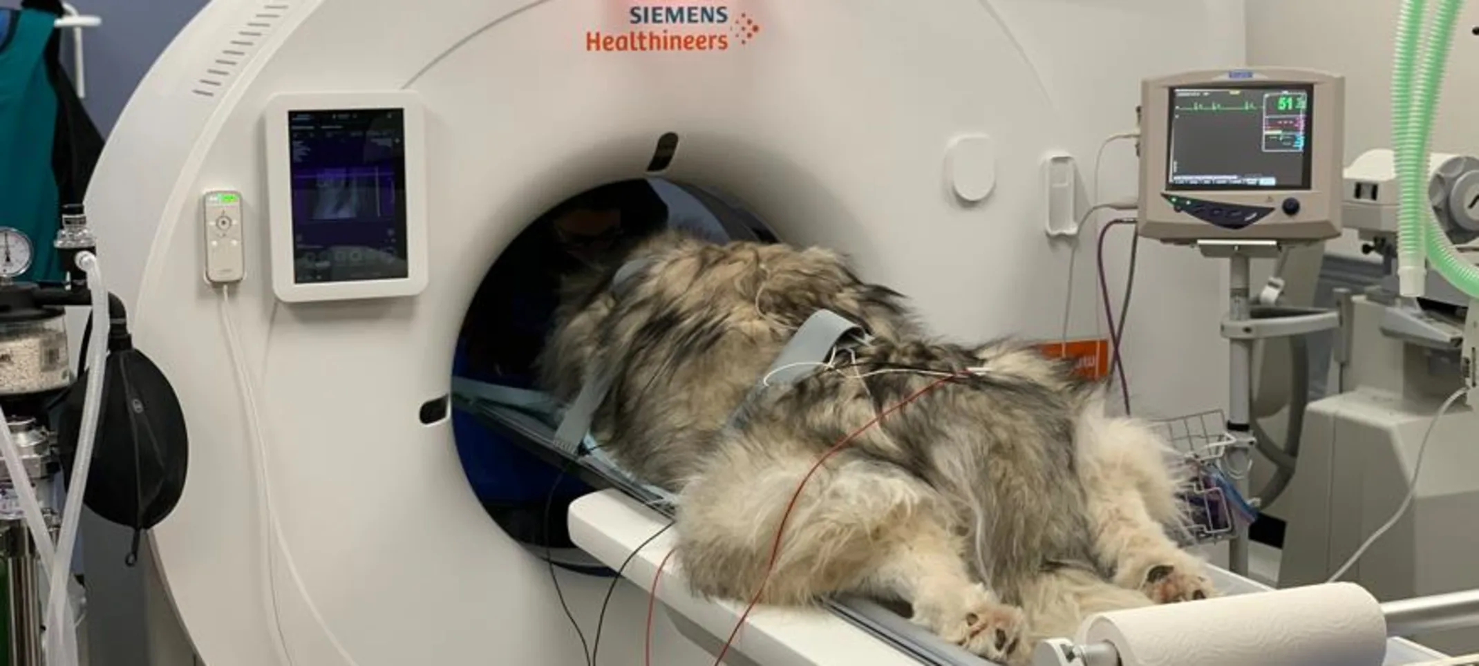 A dog in a machine A dog in a machine