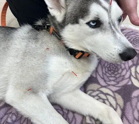 Husky getting acupuncture Husky getting acupuncture