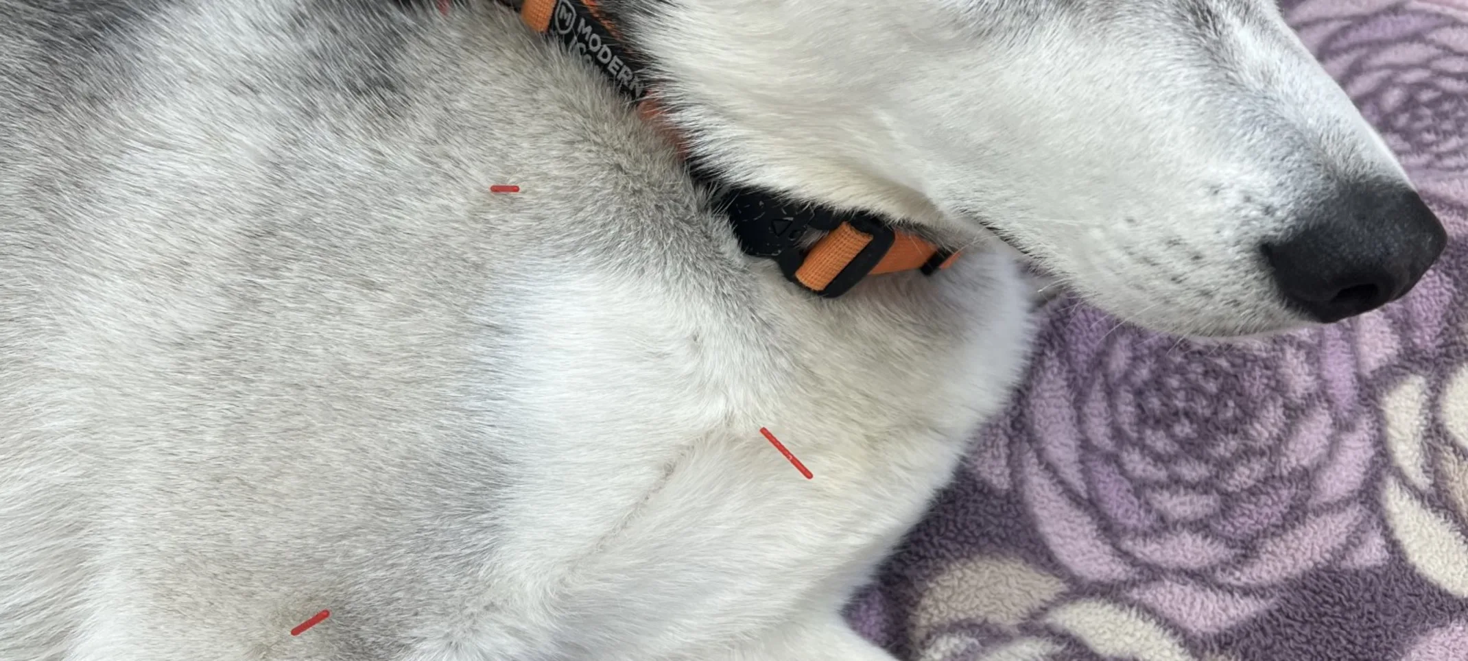 Husky getting acupuncture Husky getting acupuncture