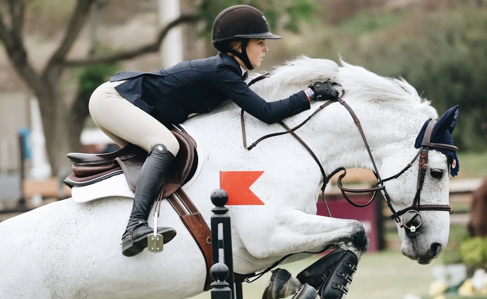 Person riding a white horse