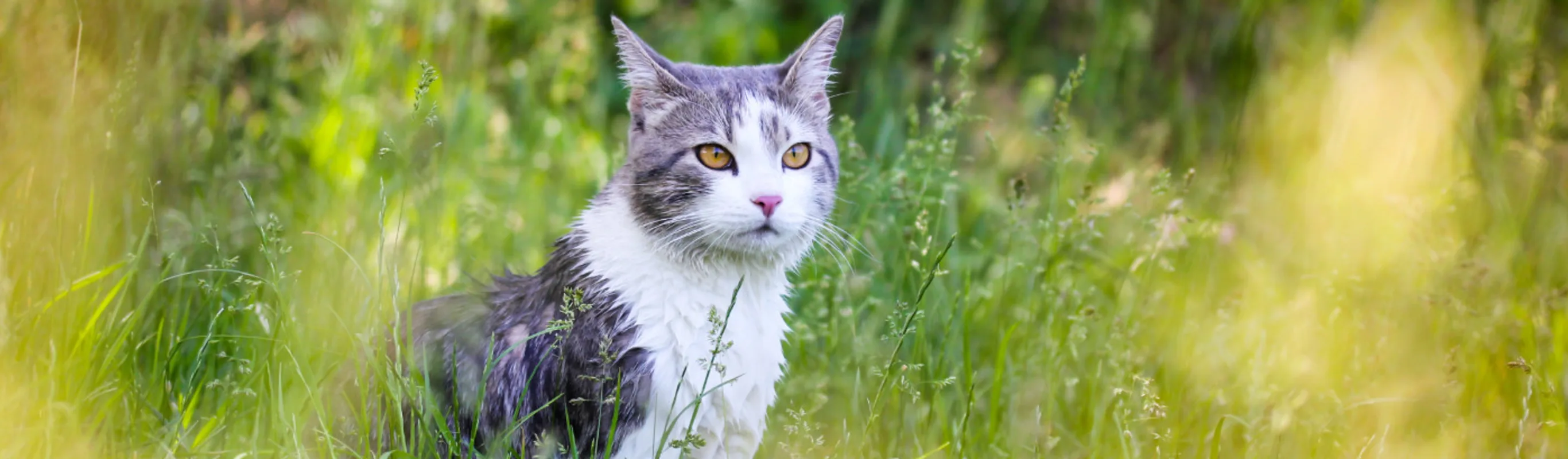 Gray Cat Standing in a Field of Grass