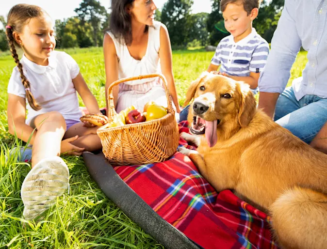 Summer gathering with pets Summer gathering with pets