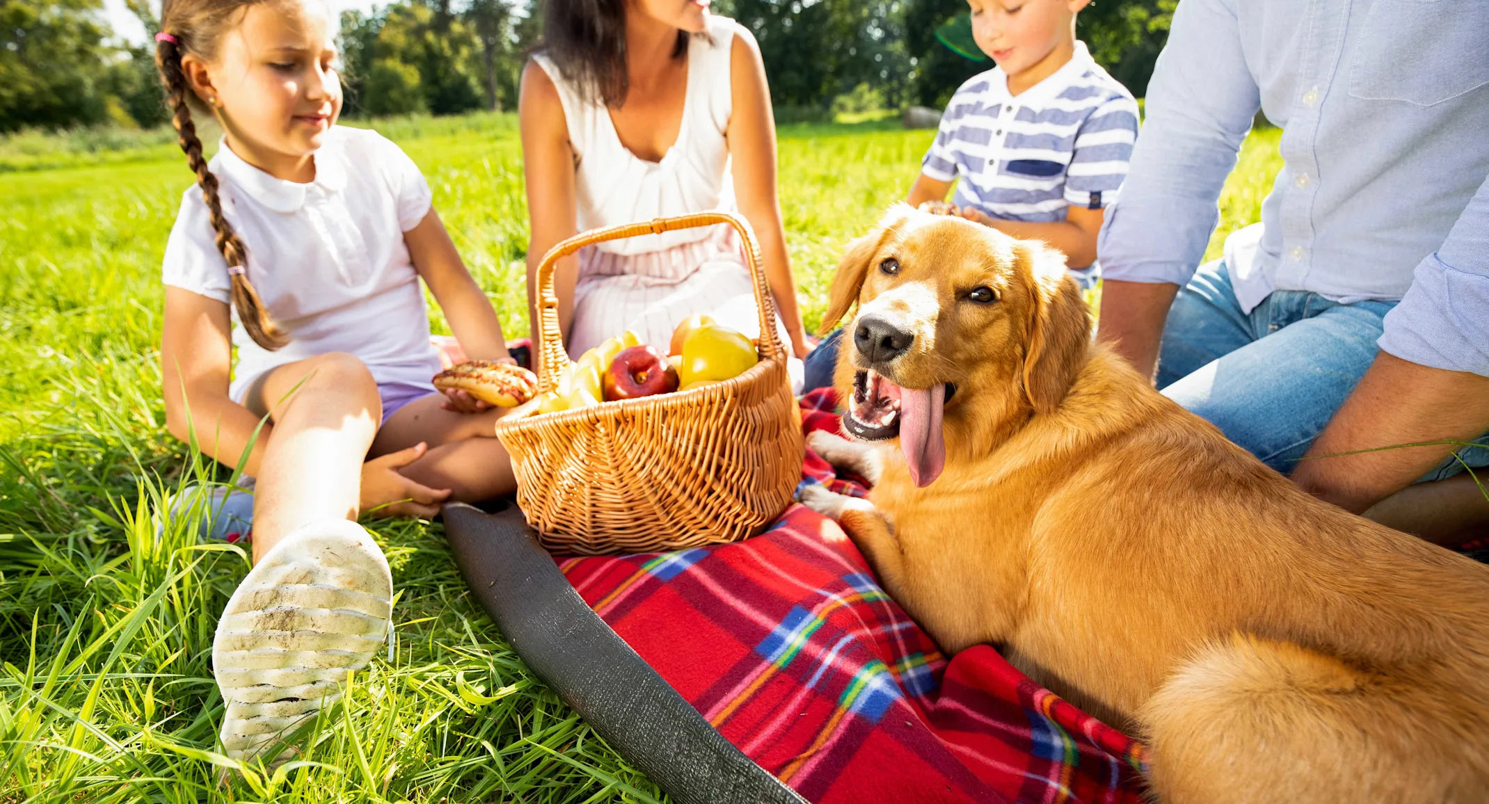 Summer gathering with pets Summer gathering with pets