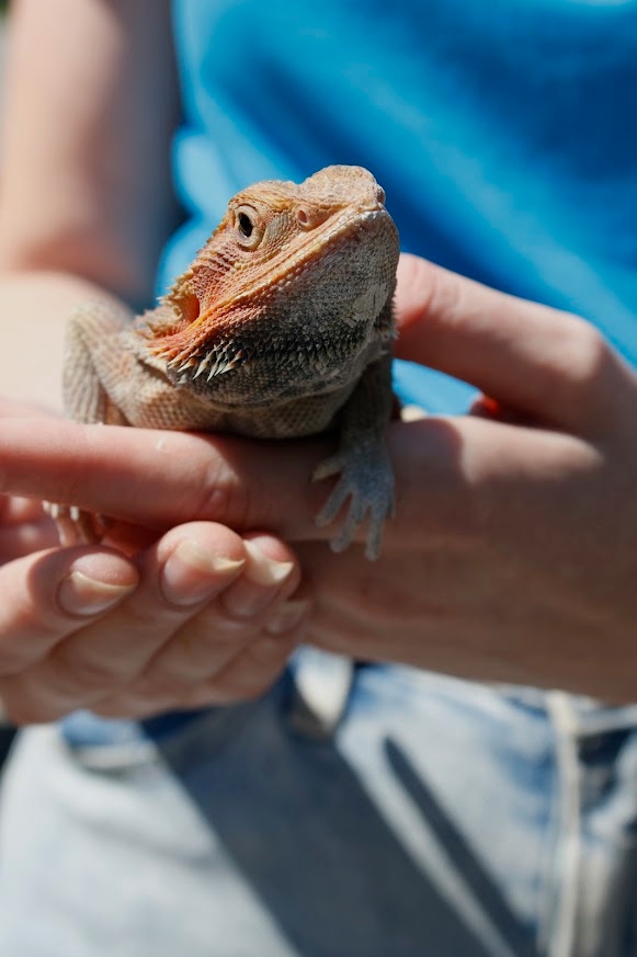 Individual holding a lizard.