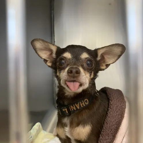  Mt. Hood Pet Medical 0474 - Brown Chihuahua with tongue out in treatment