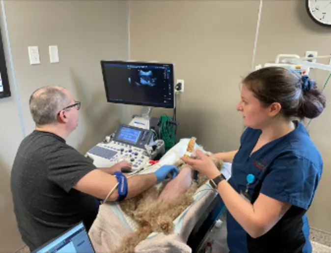 Staff members performing an ultrasound on a dog Staff members performing an ultrasound on a dog