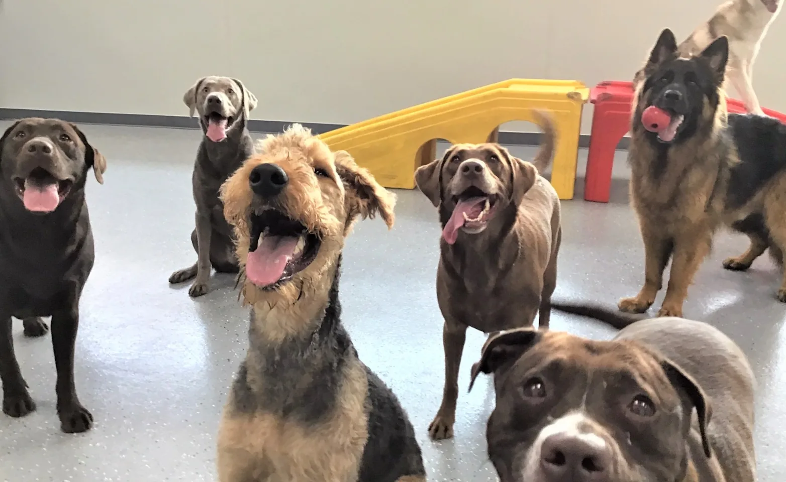 Smiling Dog Smiling Dog