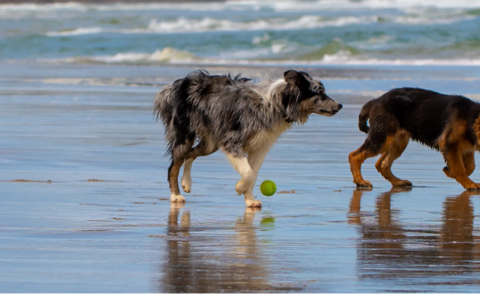 Dogs playing with a tennis ball on the shore