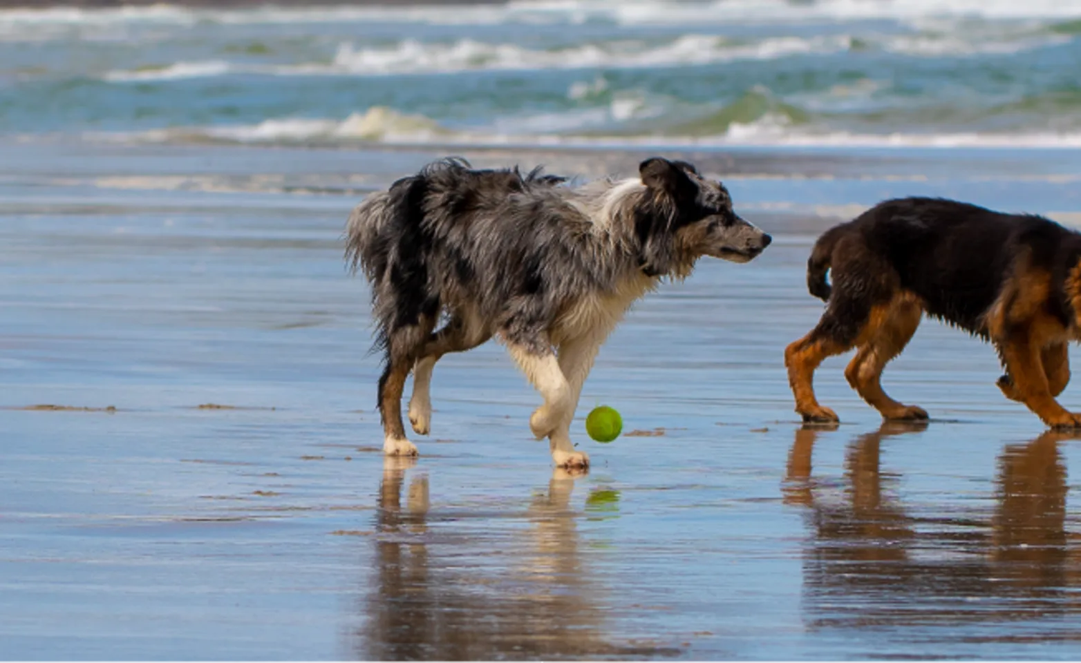 Dogs playing with a tennis ball on the shore Dogs playing with a tennis ball on the shore