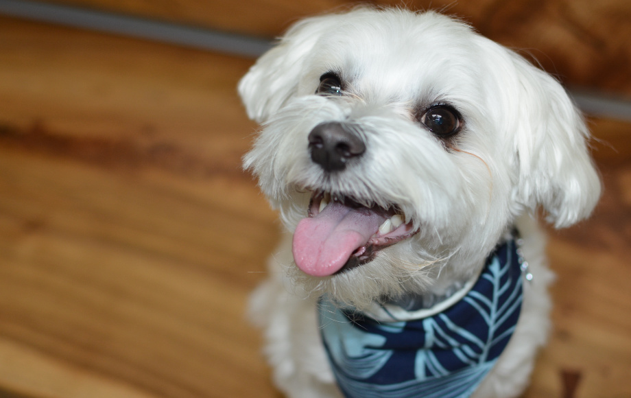A Happy Small White Dog