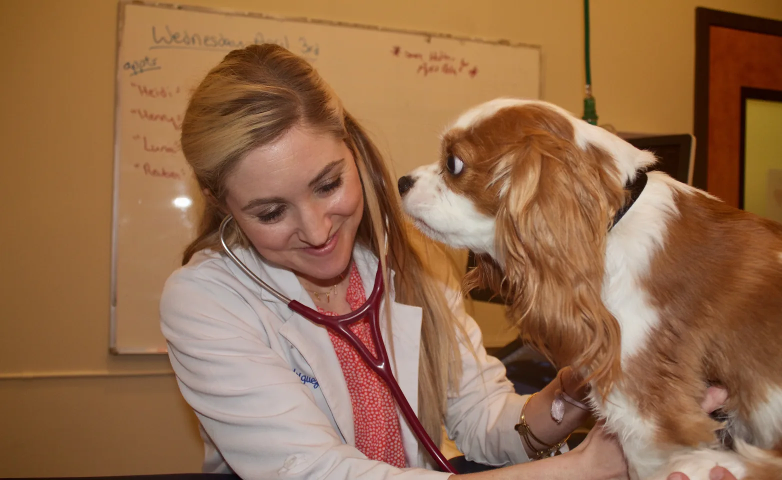 Dr. Kiira Rodriguez of Nashville Veterinary Specialists